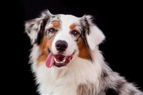 Border Collie und Australian Shepherd: Das sind die Unterschiede