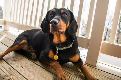 Der Black and Tan Coonhound: Ein ausgezeichneter Jäger