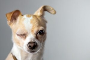 Die Farben der Chihuahuas: Alles Wissenswerte