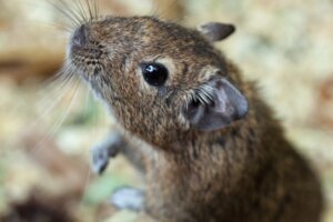 Nagetiere: Lerne den Degu kennen!