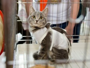 Wie pflege ich meine Katze nach einer Sterilisation/Kastration?