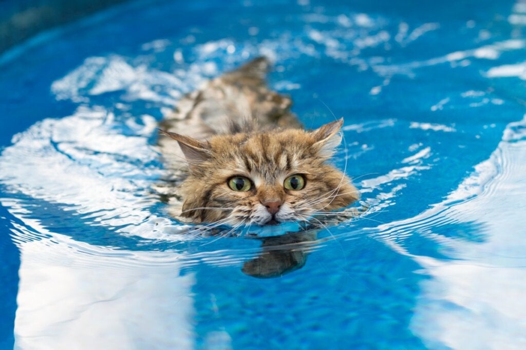 6 Katzenrassen, die nicht wasserscheu sind