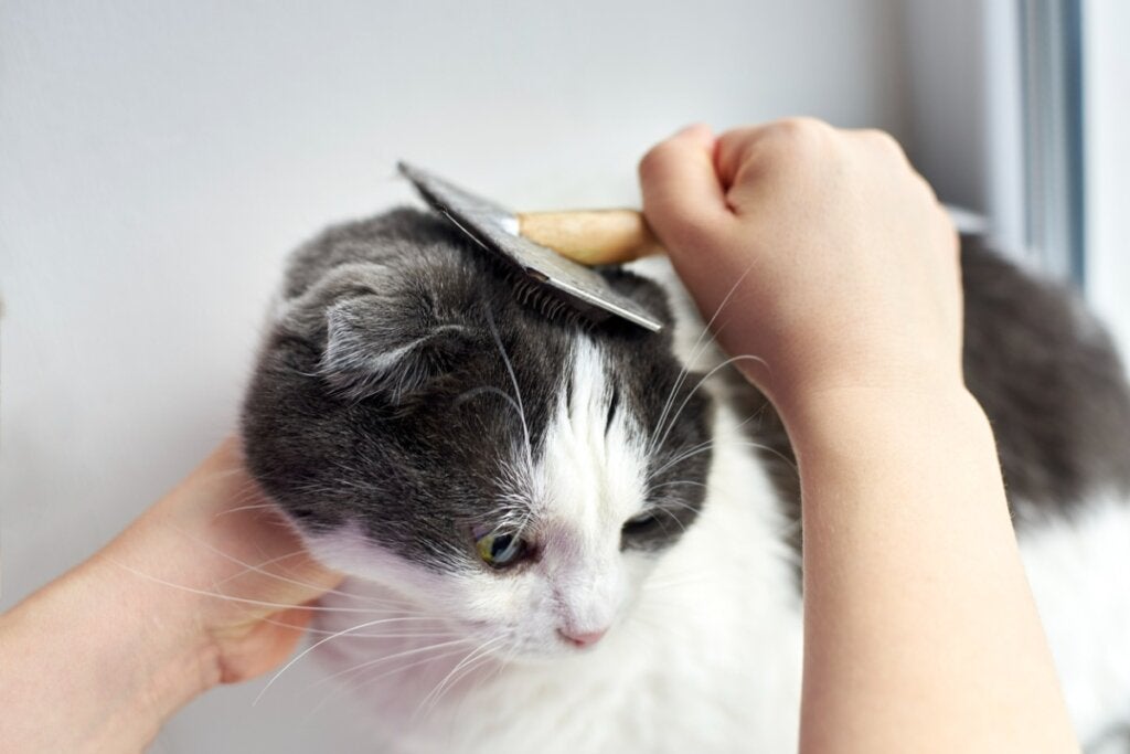 Haarausfall bei Katzen: Wie kann ich ihn verhindern?