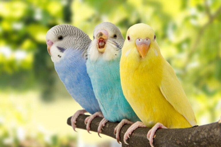 5 Anzeichen dafür, dass dein Vogel glücklich ist