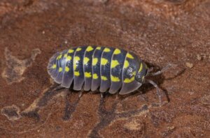 Wissenswertes über Saprobionten