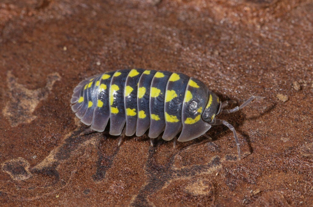 Wissenswertes über Saprobionten