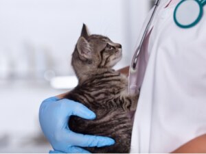Katzenkrankenversicherung für Tierarztbesuche