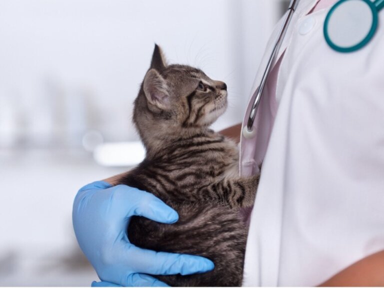 Lymphome bei Katzen: Ursachen, Symptome und Behandlung