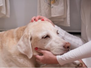 12 Anzeichen, dass dein Hund Krebs haben könnte