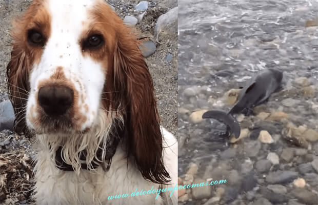 Unglaublich: Hund rettet gestrandeten Delfin!
