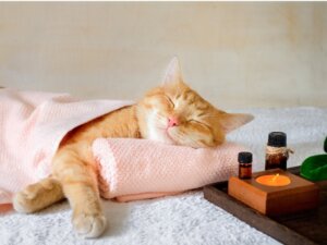 Baldrian für Katzen: Wirkung und Dosierung
