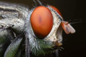 10 Kuriositäten über Fliegen