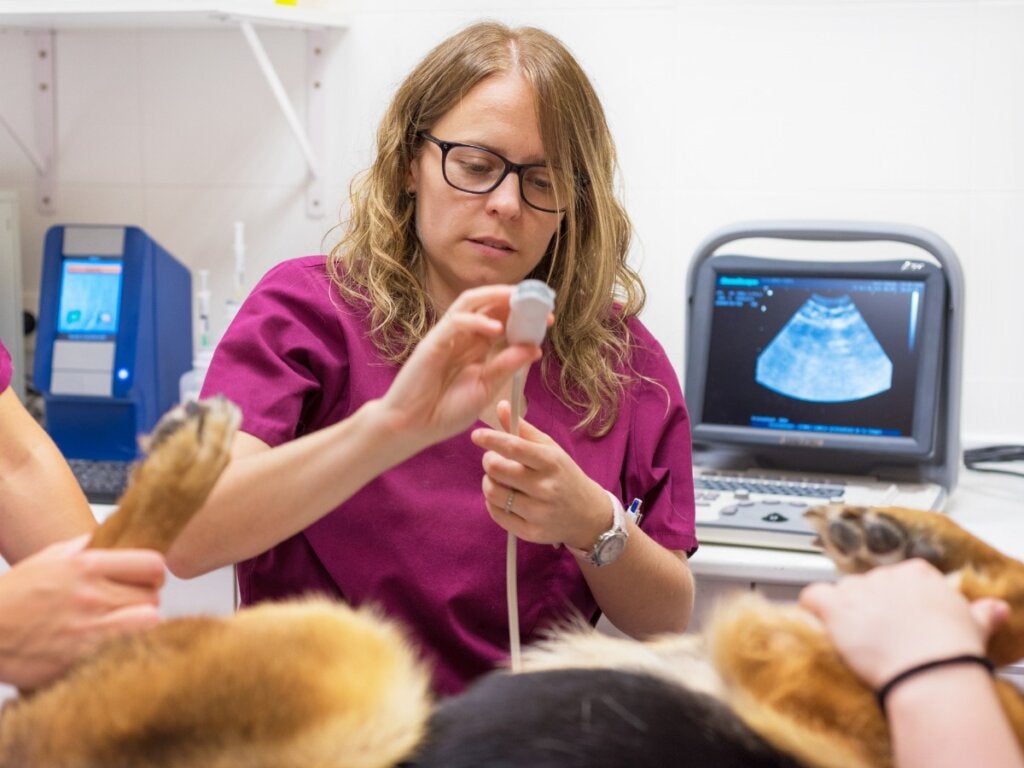 Gaumenspalten bei Hunden: Ursachen und Behandlung