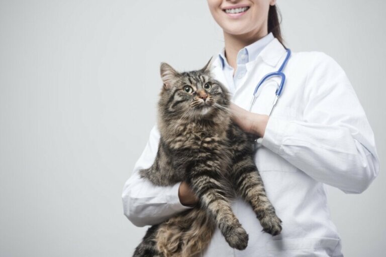 Entzündliche Darmerkrankungen bei Katzen: Symptome und Behandlung