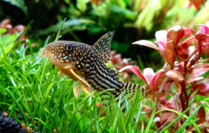 4 ideale Bodenfresser für dein Aquarium