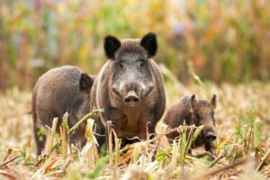 Wie vertreibt man Wildschweine?