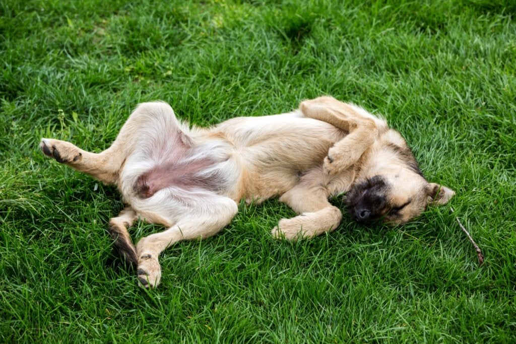 Fünf Tipps, damit dein Hund die ganze Nacht durchschläft Deine Tiere