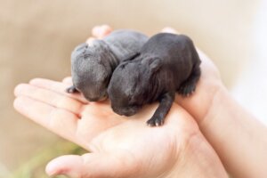 Wie kommen Kaninchen zur Welt?