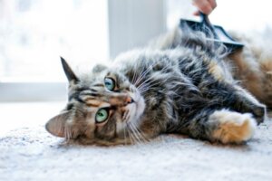 Wie du das Fell deiner Katze zum Wachsen anregst
