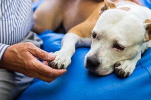 Unterschiede zwischen Arthritis und Osteoarthritis bei Hunden