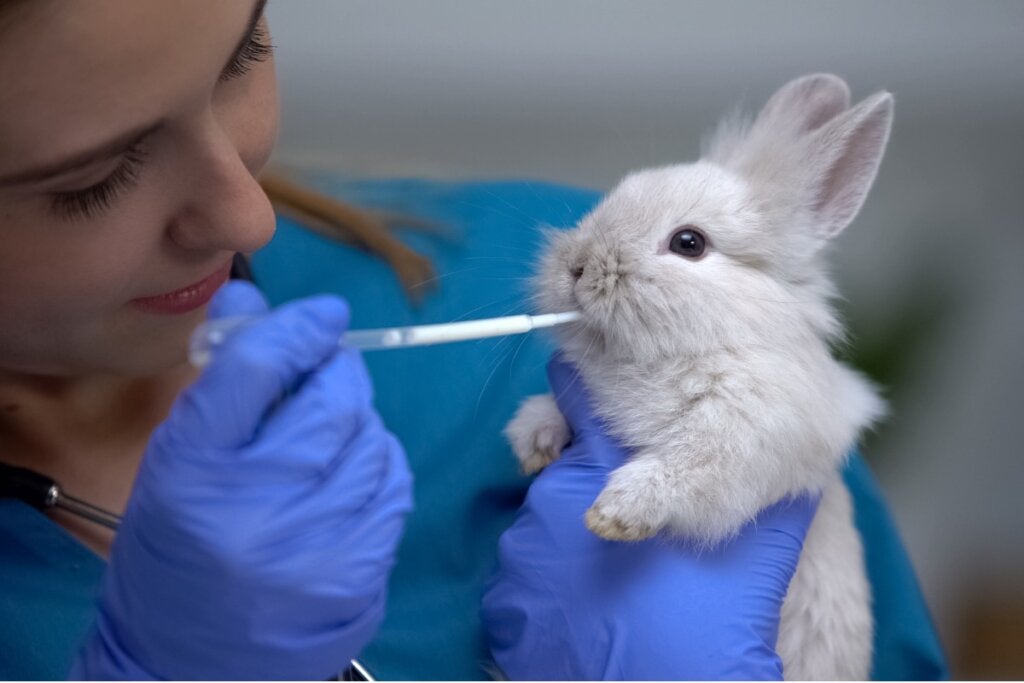 12 Anzeichen, dass dein Kaninchen krank ist
