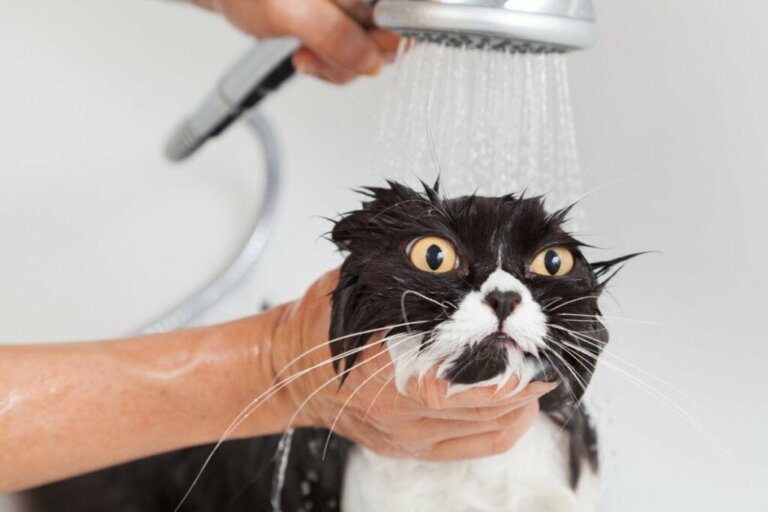 Eine erwachsene Katze zum ersten Mal baden: Alles, was du wissen musst