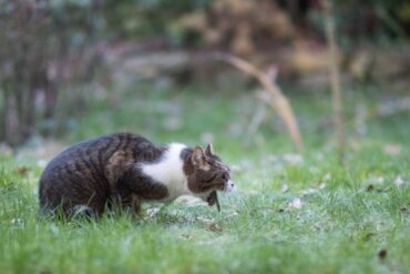 Gastritis bei Katzen: Ursachen, Symptome und Behandlung