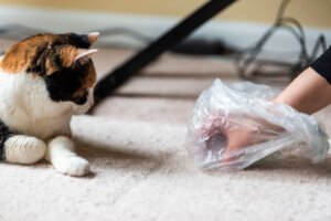 Was tue ich, wenn meine Katze das Katzenklo nicht mehr benutzt?