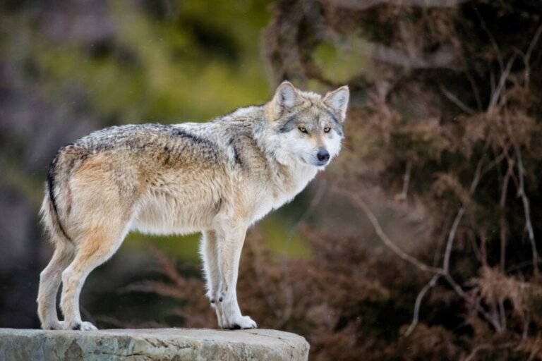 Warum ist der mexikanische Wolf vom Aussterben bedroht?