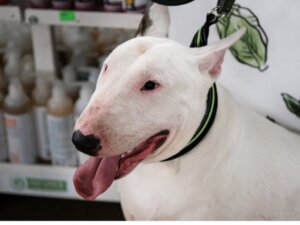 Haltung, Pflege und Erziehung des Englischen Bullterriers