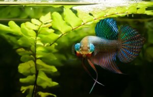 Warum sind Betta-Fische aggressiv?