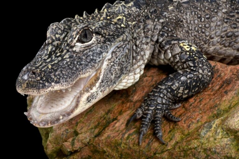 China-Alligator: Lebensraum und Merkmale