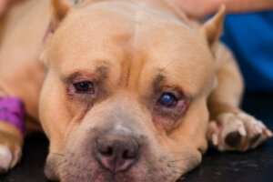 Entropium bei Hunden: Ursachen, Symptome und Behandlung