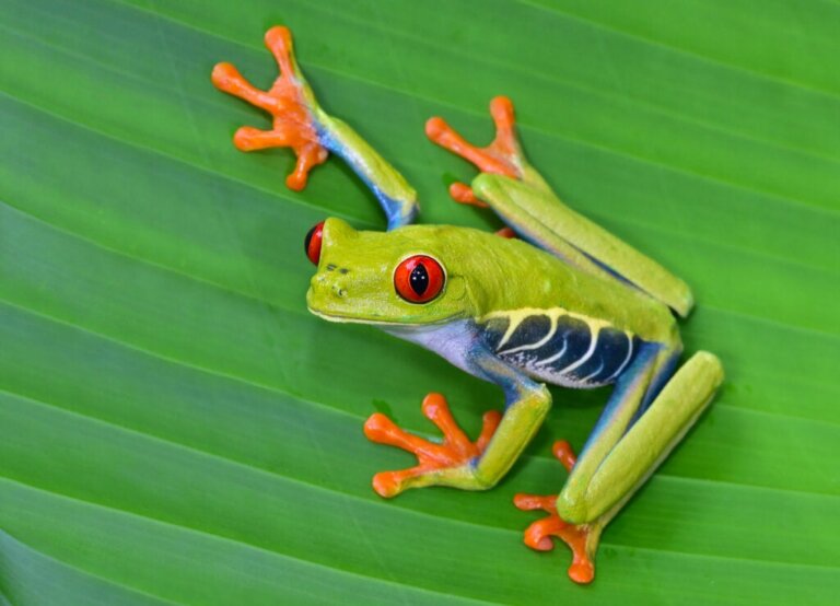 Die 12 schönsten Tiere Costa Ricas