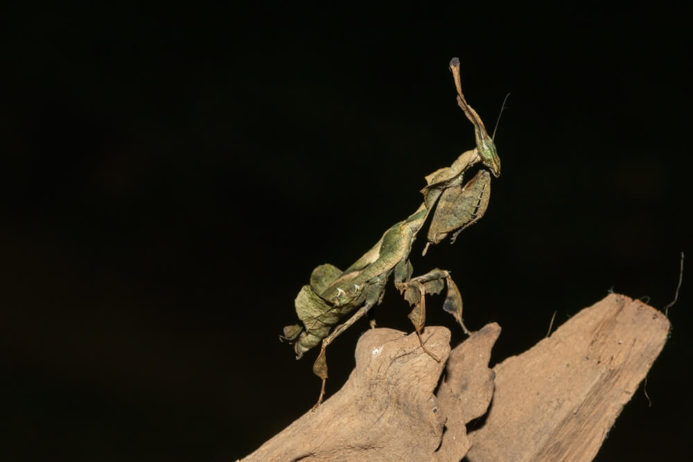 Geistermantis: Lebensraum und Merkmale
