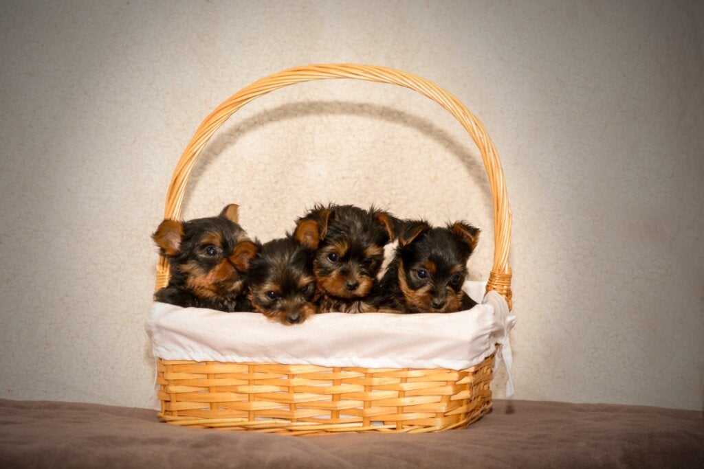 17 Dinge, die ein Welpe braucht