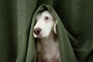 Stadthunde sind sozial ängstlicher als Landhunde