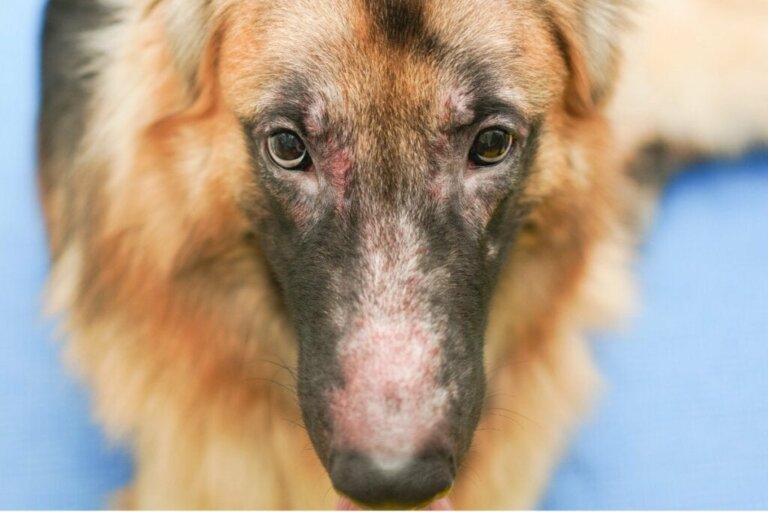Hefepilzinfektion bei Hunden: Ursachen, Symptome und Behandlungen