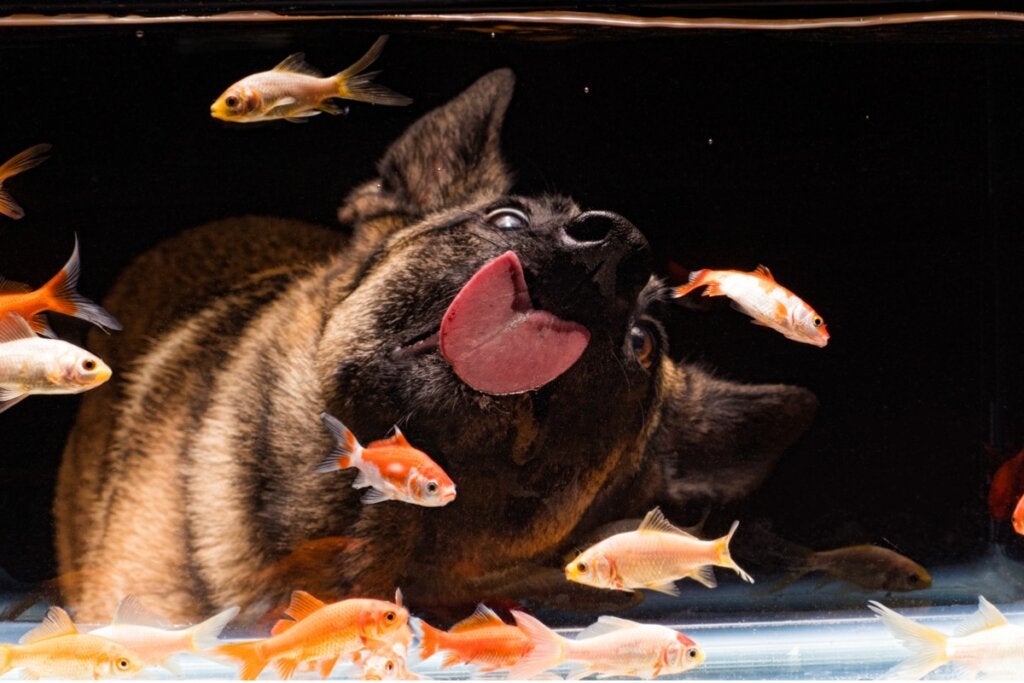 Können Hunde und Fische in einem Haushalt leben?