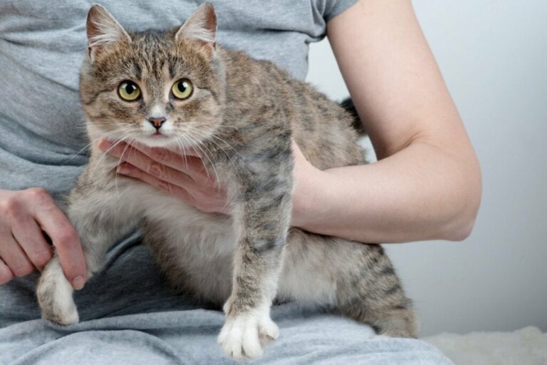 Gestörter Geburtsverlauf bei Katzen: Was ist zu tun bei Dystokie?
