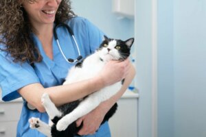 Nierenfunktionsstörung bei Katzen