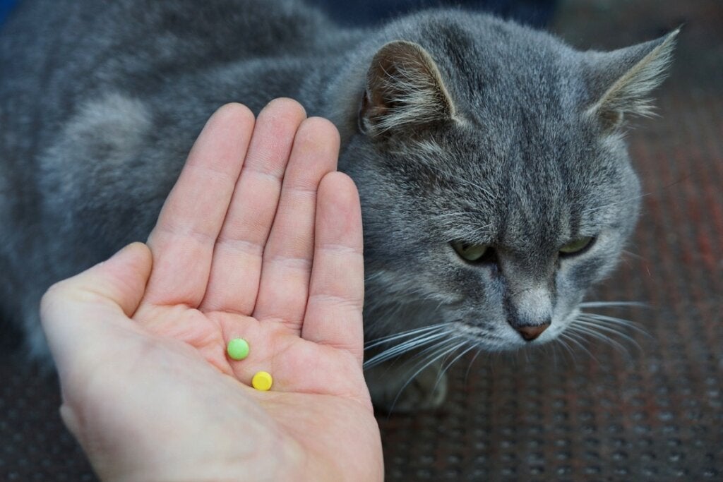 Febantel für Katzen: Dosierung und Nebenwirkungen
