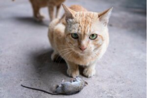 Warum bringt dir deine Katze tote Tiere?