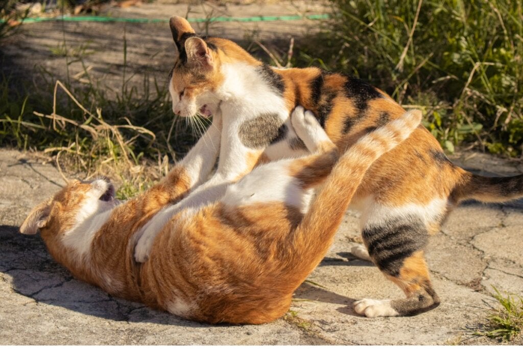Wie trennt man zwei Katzen, die sich streiten?