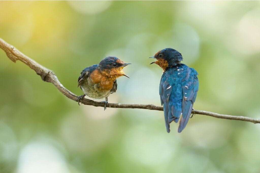 Woran Erkennt Man Das Ein Vogel Stirbt deinetiere.com