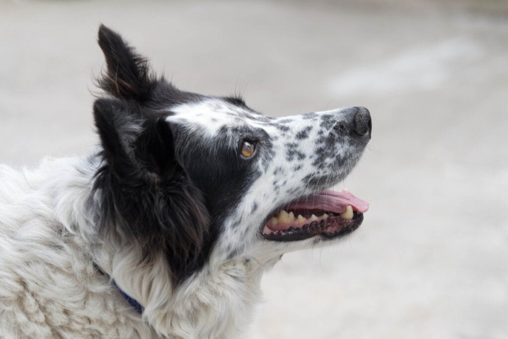 Der Carea Leonés: Alles über diese Rasse