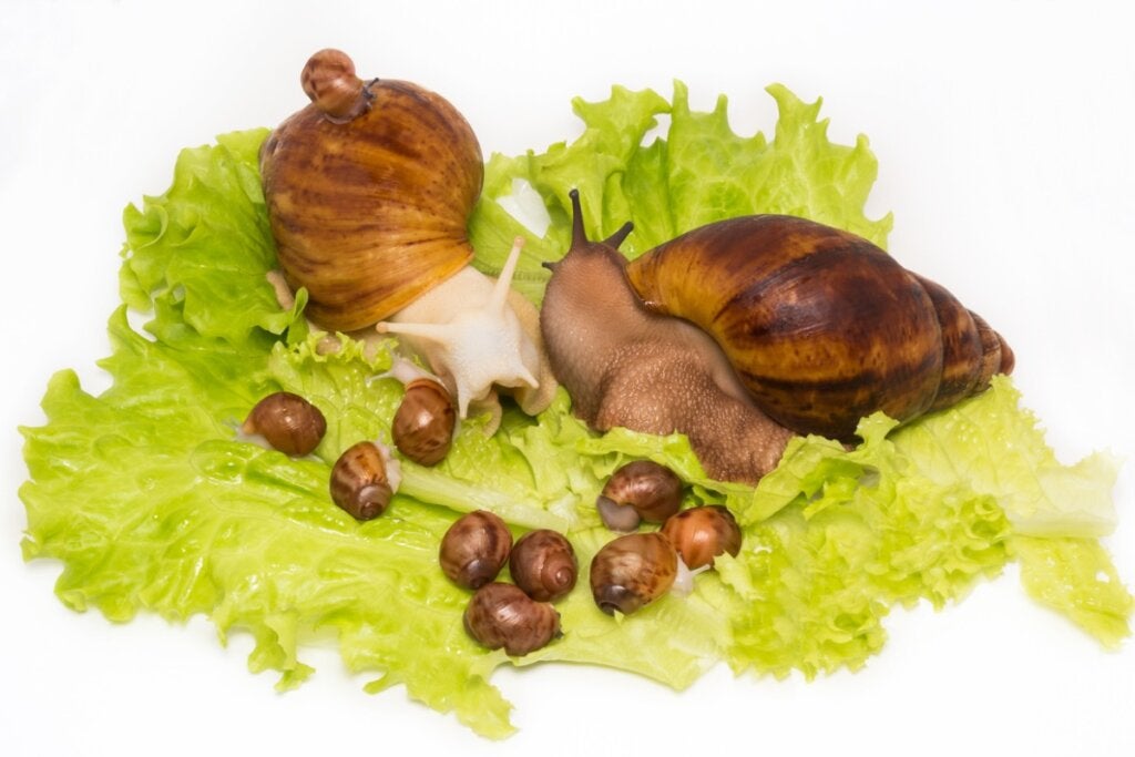 Wie pflanzen sich Schnecken fort und wie schlüpfen sie?
