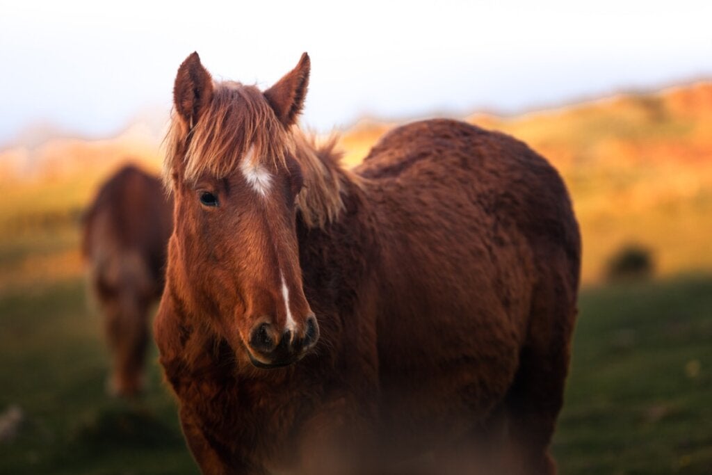 Wie viel wiegt ein Pferd?