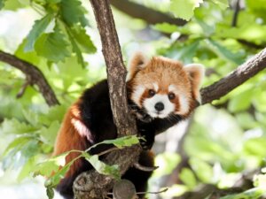 6 Tiere, die dem Waschbären ähnlich sind