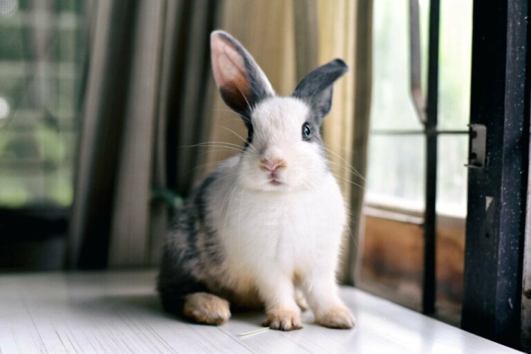 Warum hat mein Kaninchen ein hängendes Ohr?